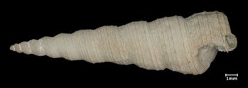 Media type: image;   Malacology 7453 Aspect: latersal